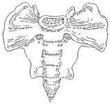 Sacrum Bone
