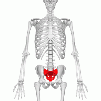Animated illustration of the sacrum at the base of the spine